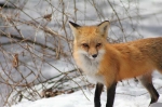spring-foxes-2011-141
